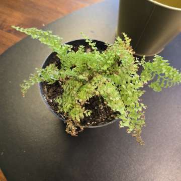 Cotton candy (smithi)