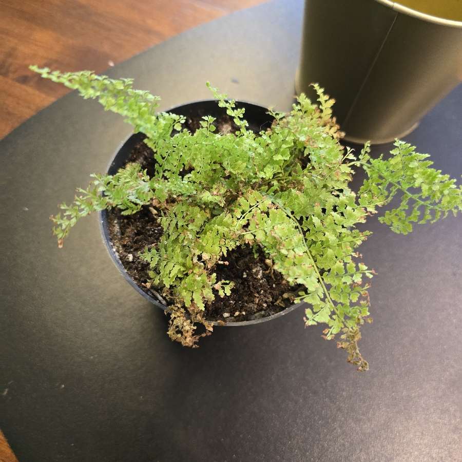 Cotton candy (smithi)