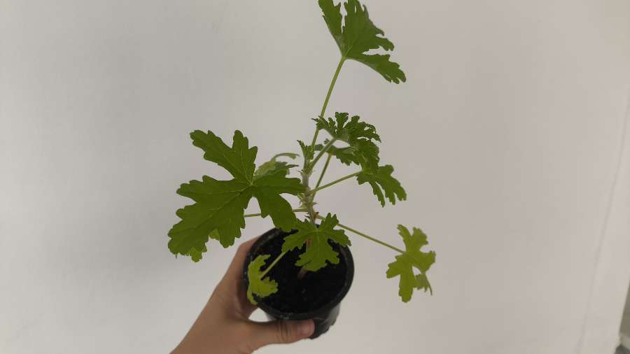Oddam geranium 2