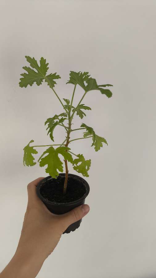 Oddam geranium 3