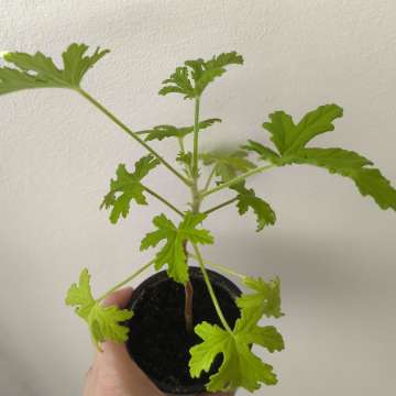 Oddam geranium