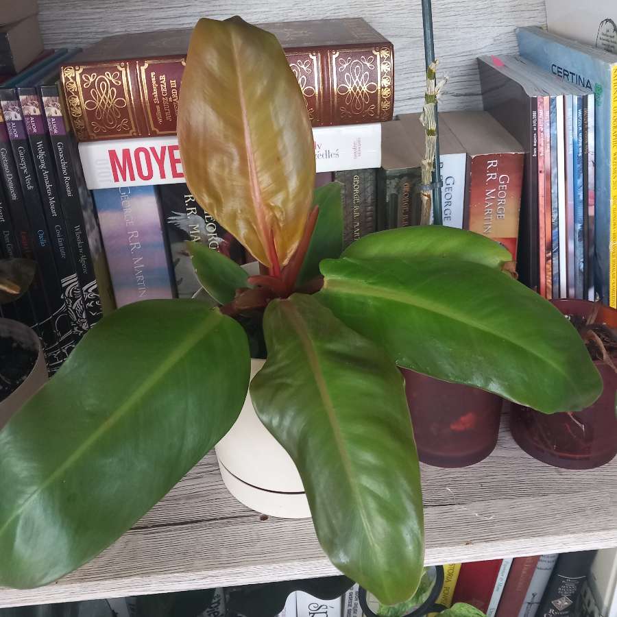 Philodendron