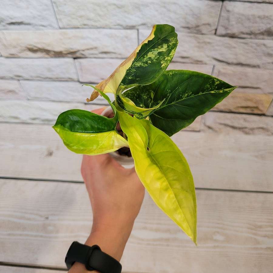 Syngonium yellow variegata/aurea