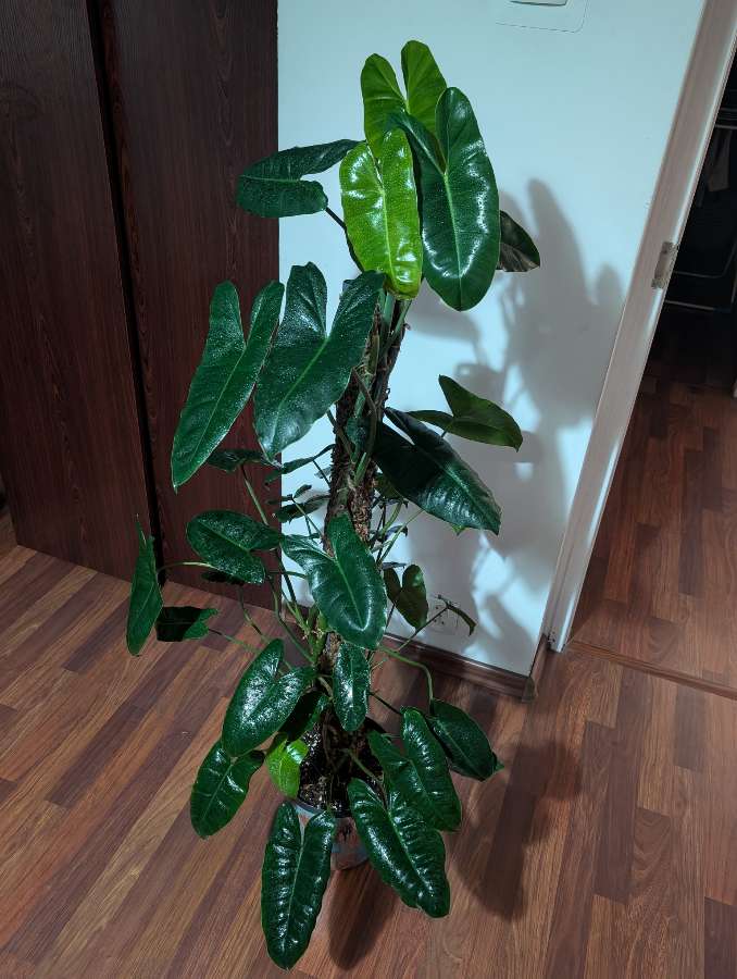 Filodendron Burle Marx 2