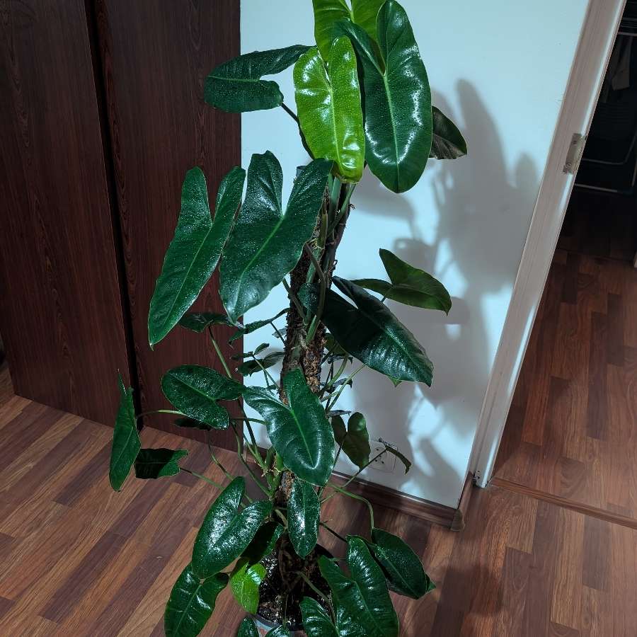Filodendron Burle Marx