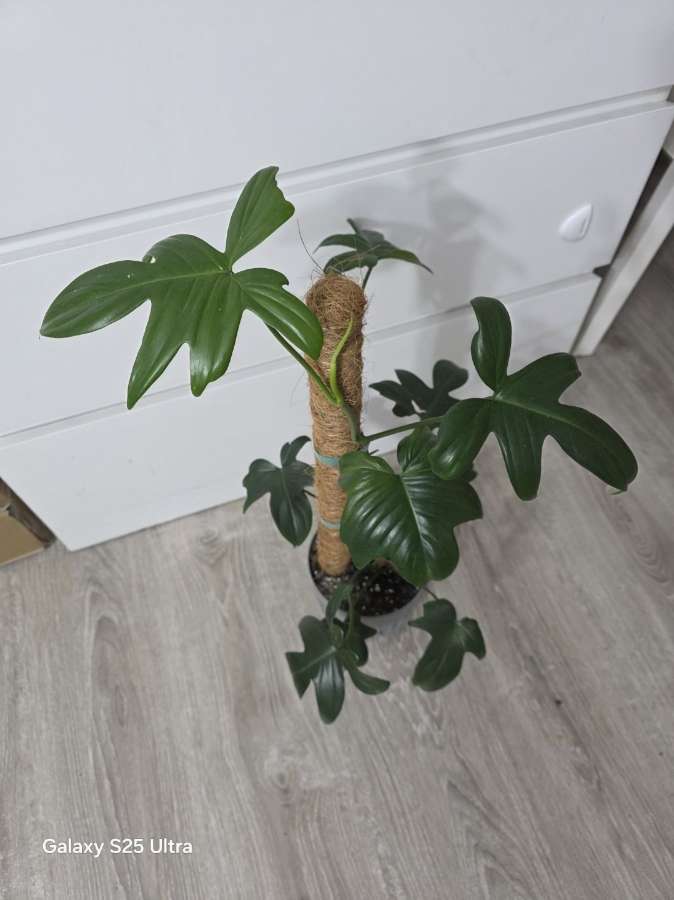Philodendron florida green 3