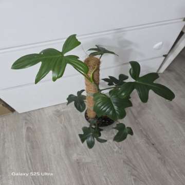 Philodendron florida green