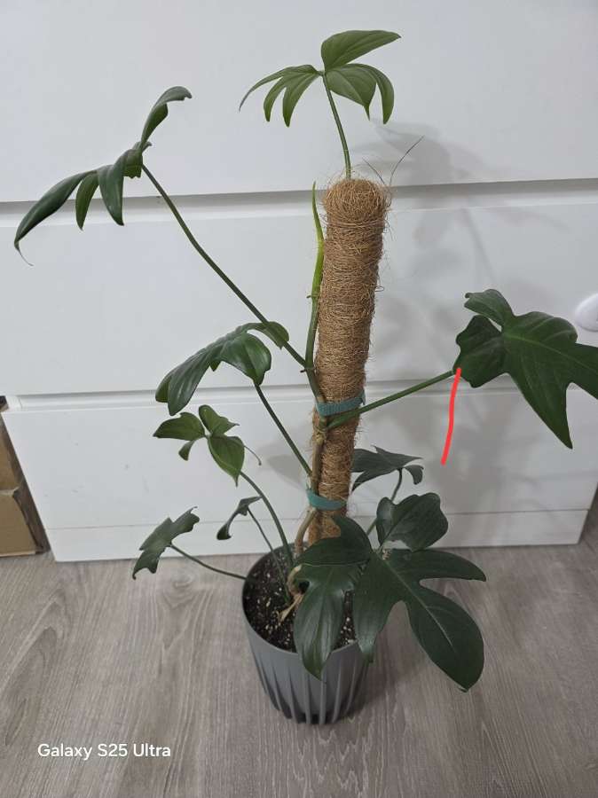 Philodendron florida green 2