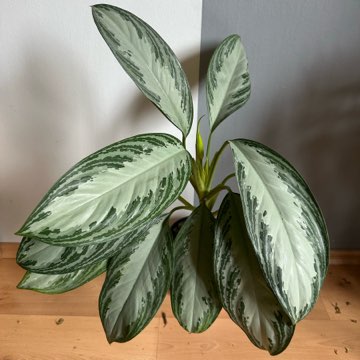 Aglaonema Silver Bay