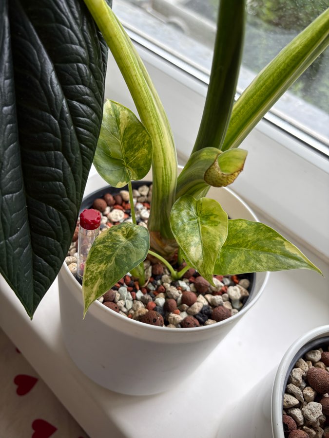 Alokazja Macrorhizza Yellow Variegata alocasia 2