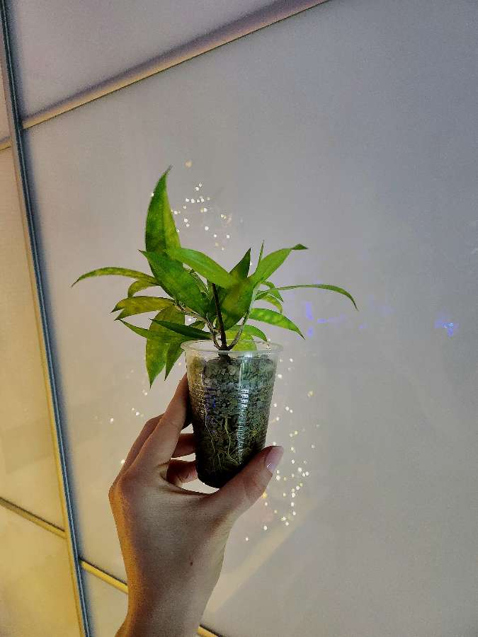 Dracaena surculosa Mike 3