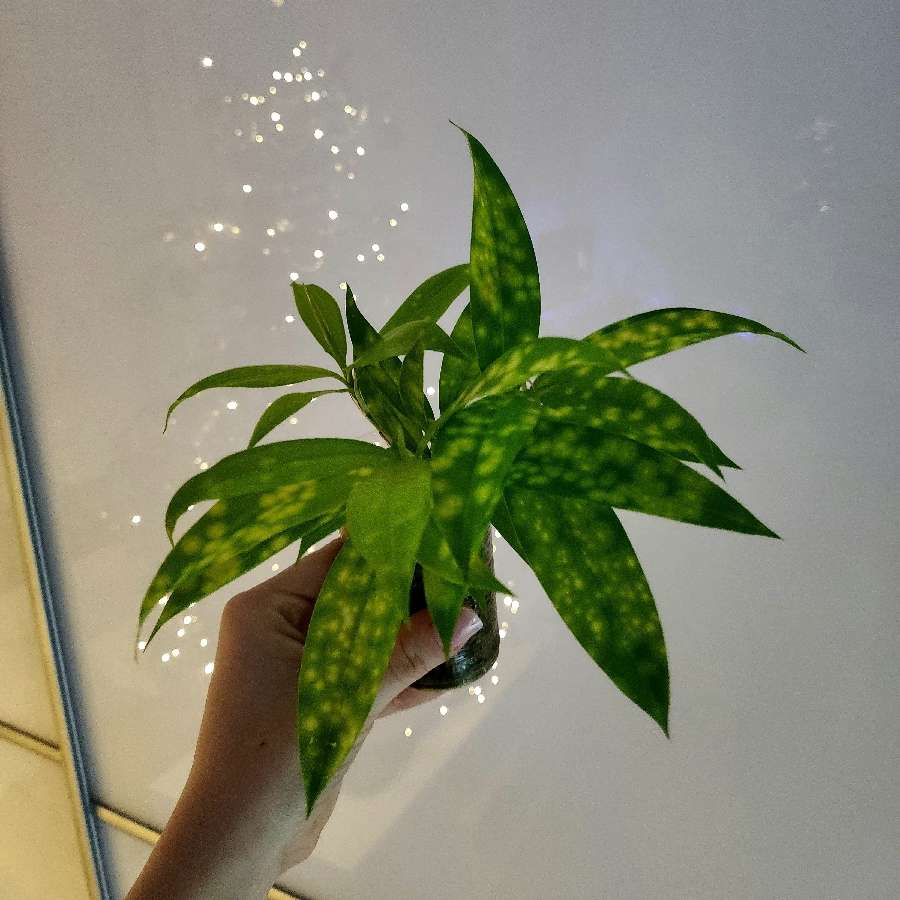 Dracaena surculosa Mike