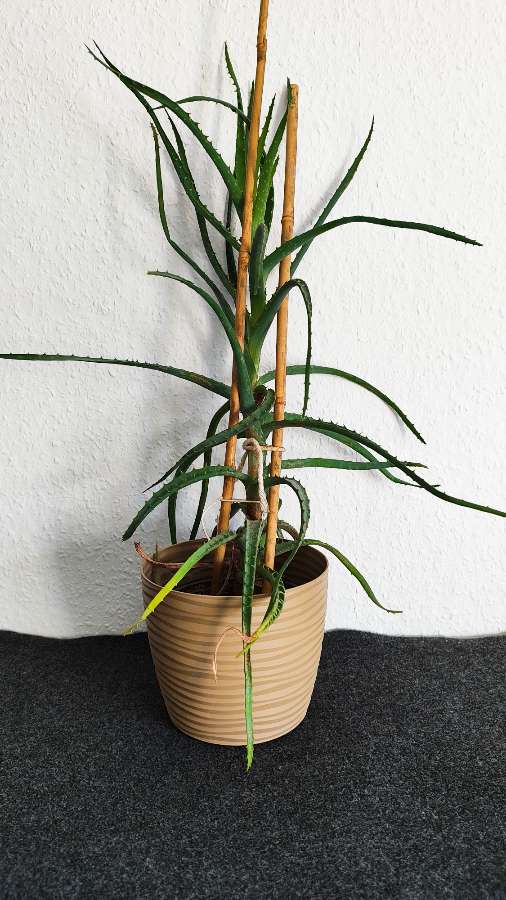 Aloes drzewiasty 3