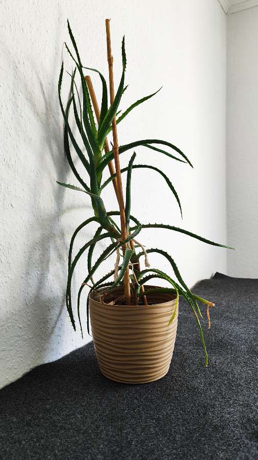 Aloes drzewiasty 2
