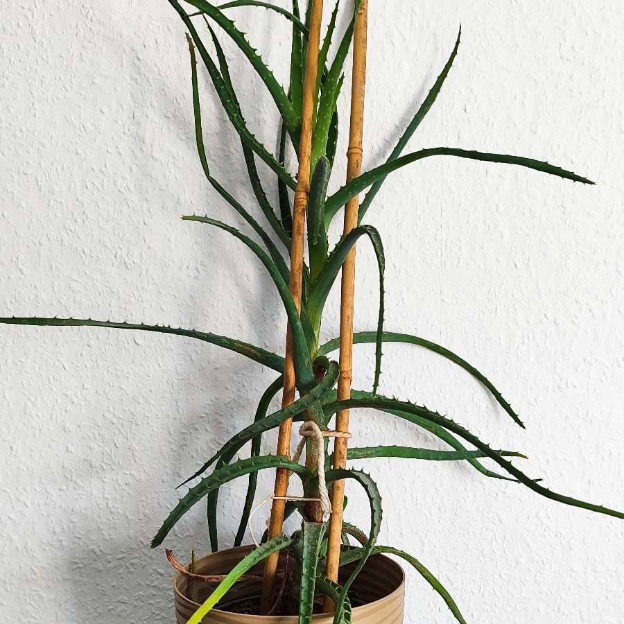 Aloes drzewiasty