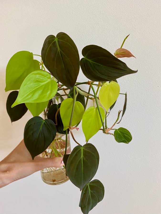 Philodendron Lemon Lime i Micans 3