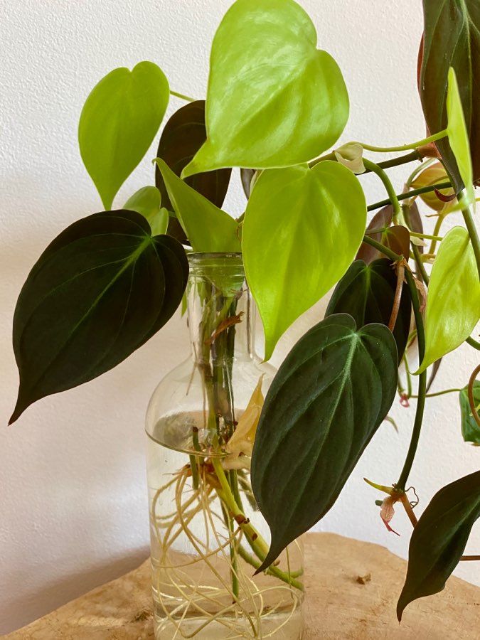 Philodendron Lemon Lime i Micans 2