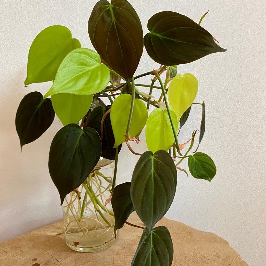 Philodendron Lemon Lime i Micans