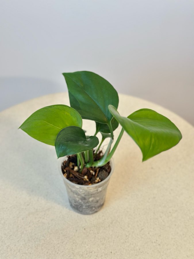 Epipremnum Global Green nr 5 3
