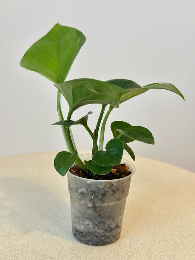Epipremnum Global Green nr 5 5
