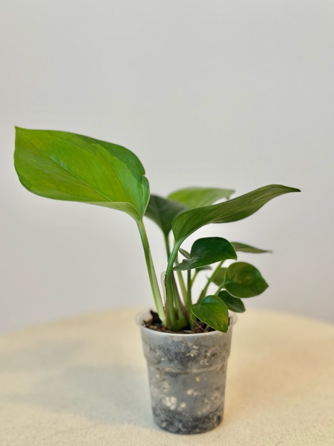 Epipremnum Global Green nr 5 4