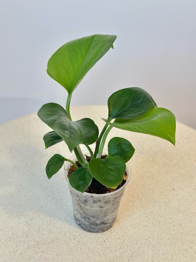 Epipremnum Global Green nr 5 2