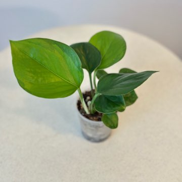 Epipremnum Global Green nr 5
