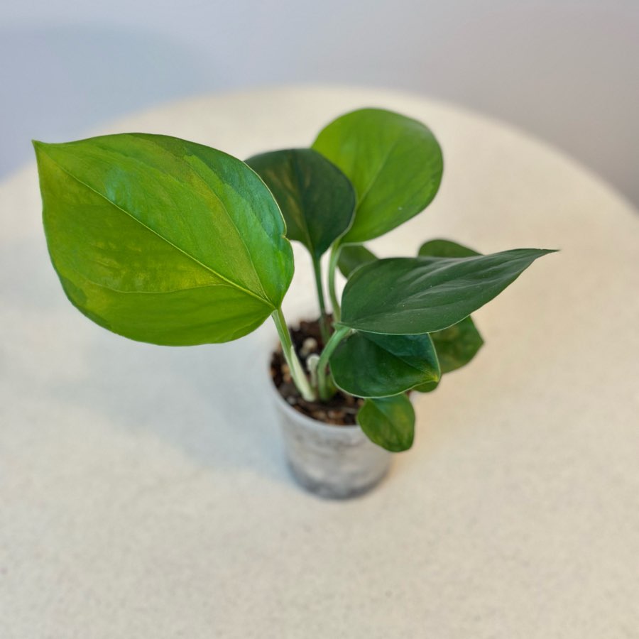 Epipremnum Global Green nr 5