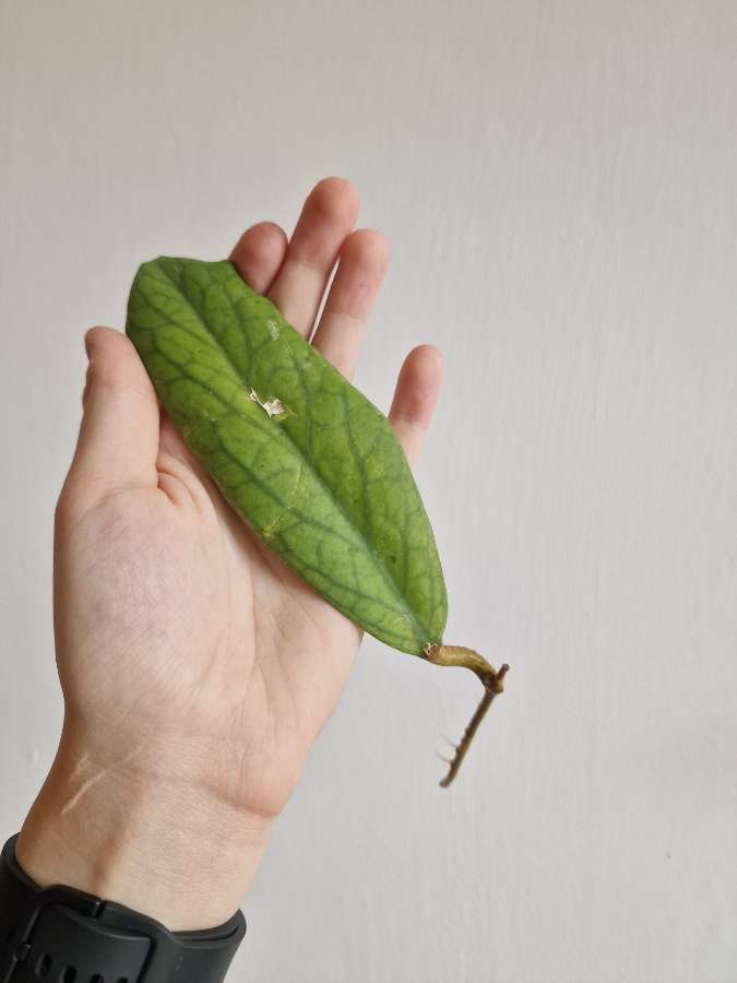 Hoya vitellinoides 3