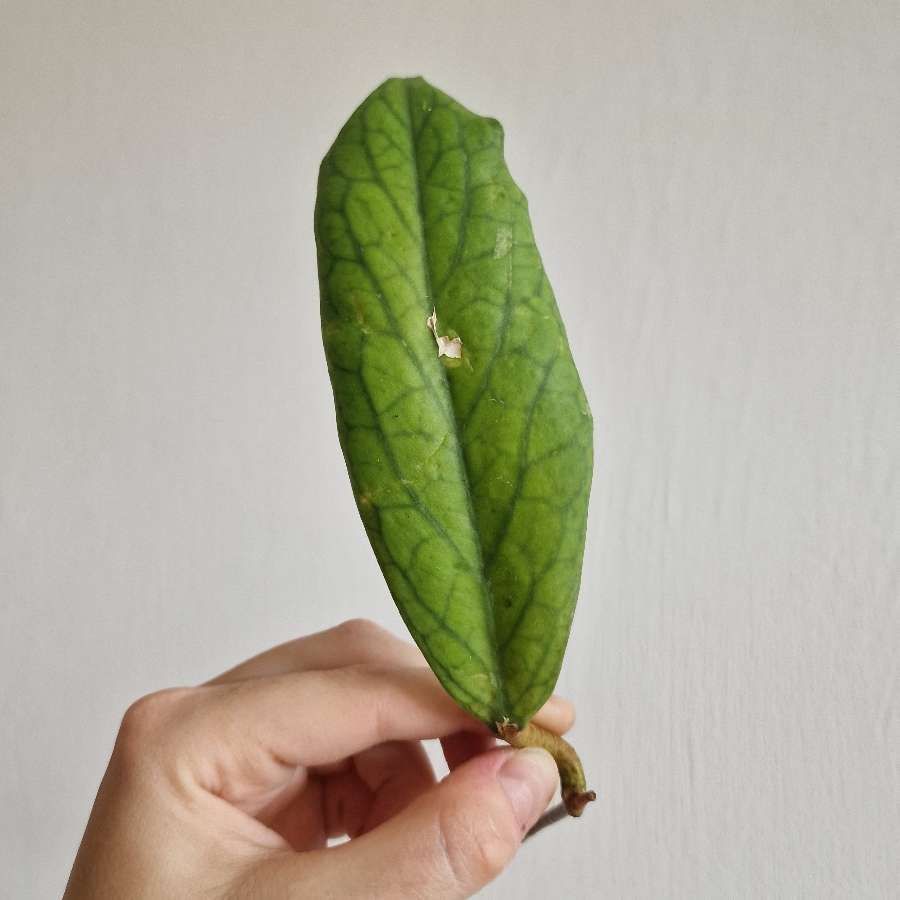 Hoya vitellinoides