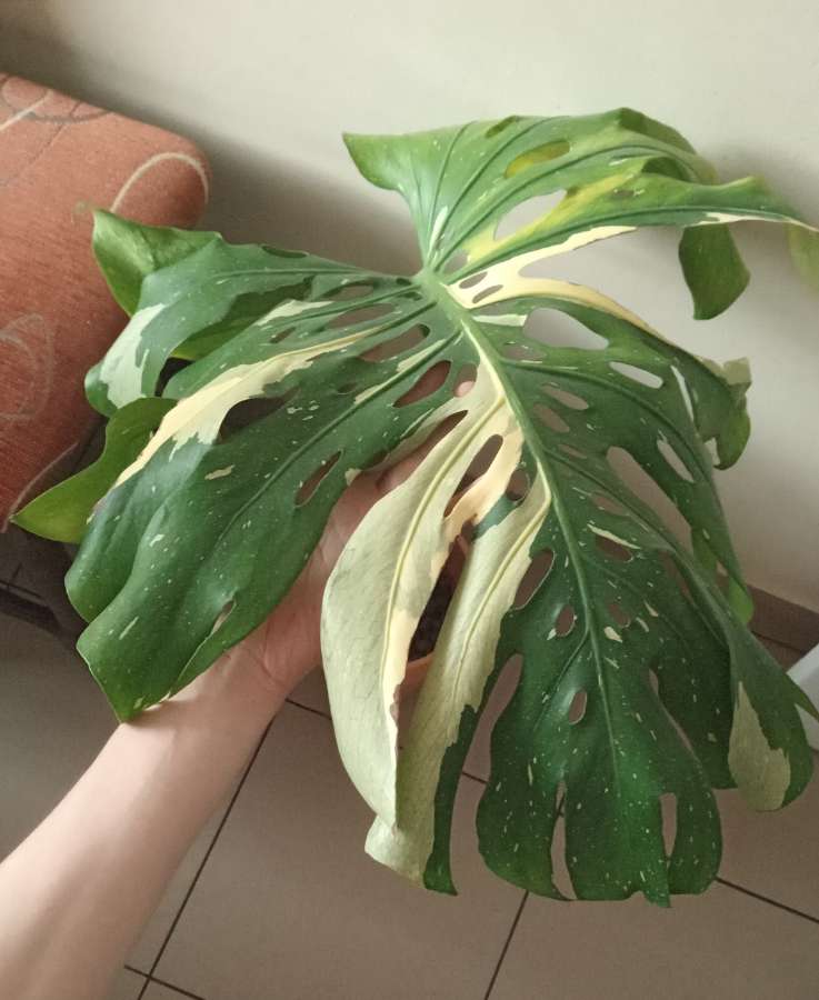 Monstera thai constellation 3