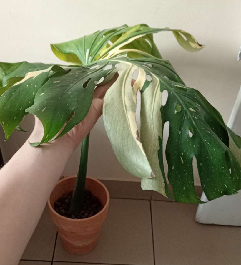 Monstera thai constellation 2