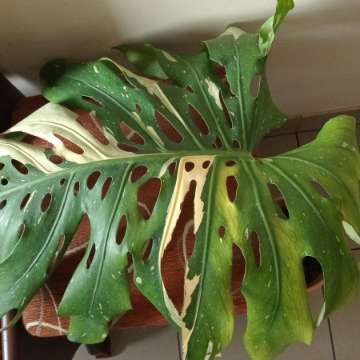 Monstera thai constellation