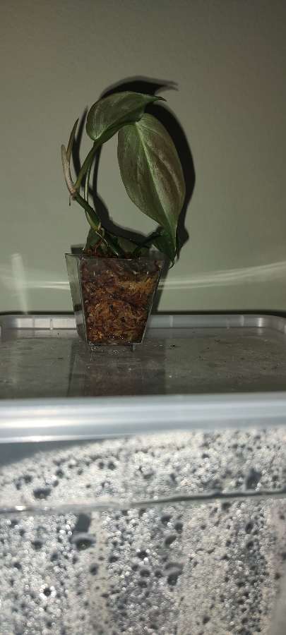 Philodendron Camposportoanum Filodendron 4