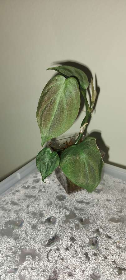 Philodendron Camposportoanum Filodendron 5