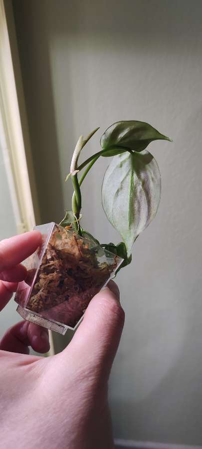Philodendron Camposportoanum Filodendron 2