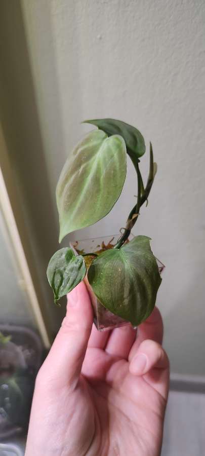 Philodendron Camposportoanum Filodendron 3