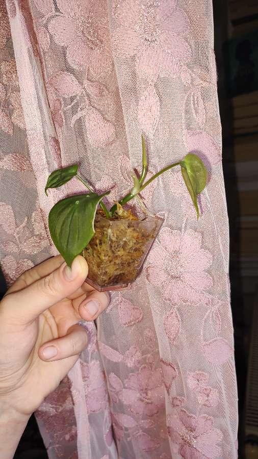 Philodendron Camposportoanum Filodendron 3