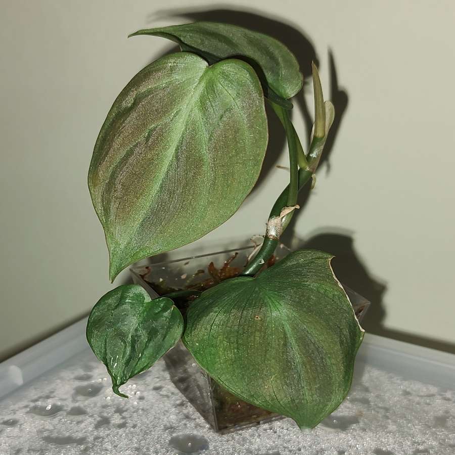 Philodendron Camposportoanum Filodendron
