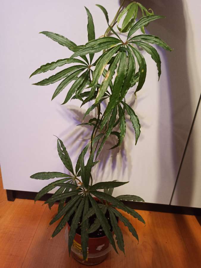 Anthurium polyschistum 3