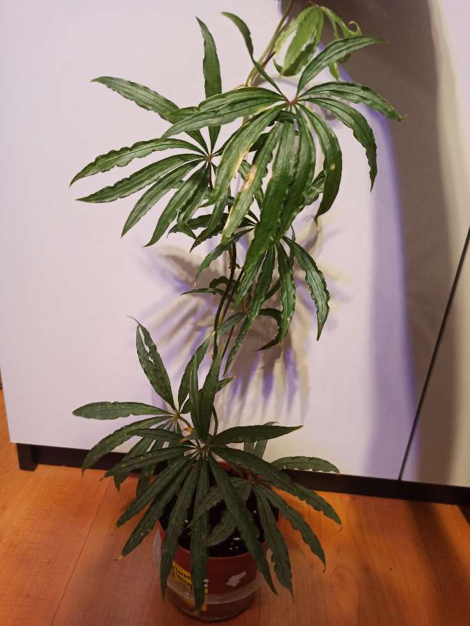 Anthurium polyschistum 2