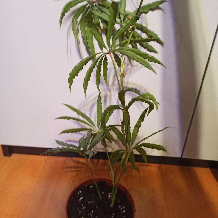Anthurium polyschistum