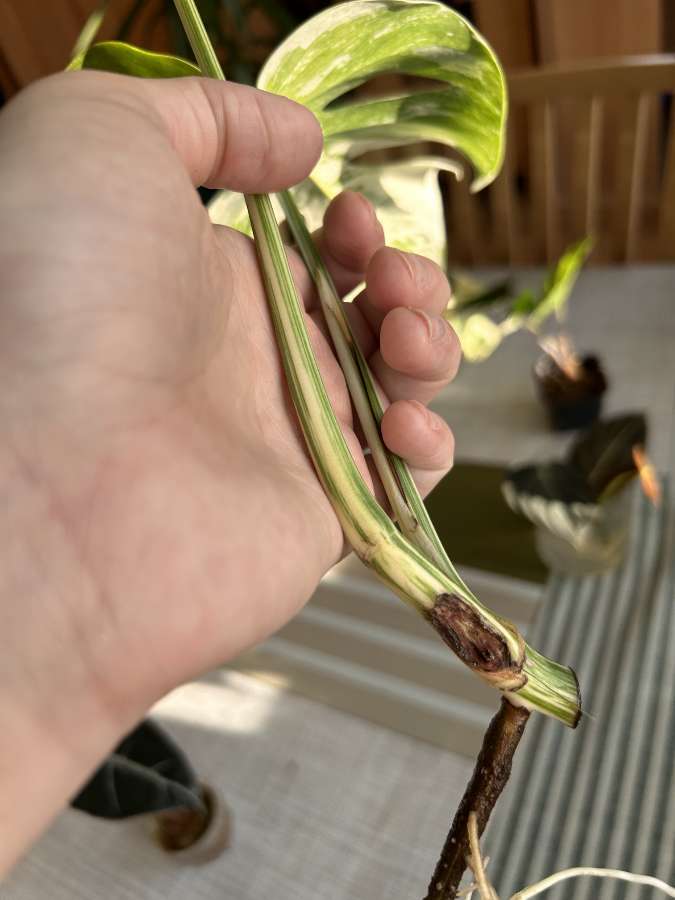 Szczyt monstery deliciosa Variegata 3
