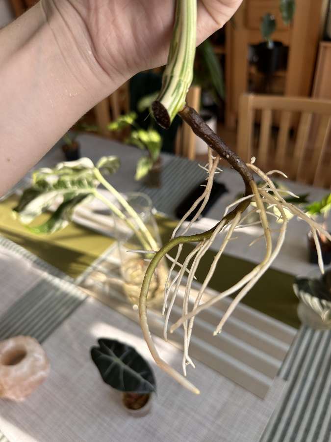 Szczyt monstery deliciosa Variegata 2