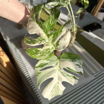 Szczyt monstery deliciosa Variegata