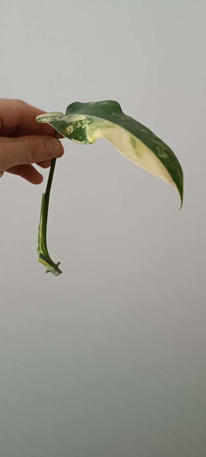 Philodendron domesticum variegata siam sunrise 2