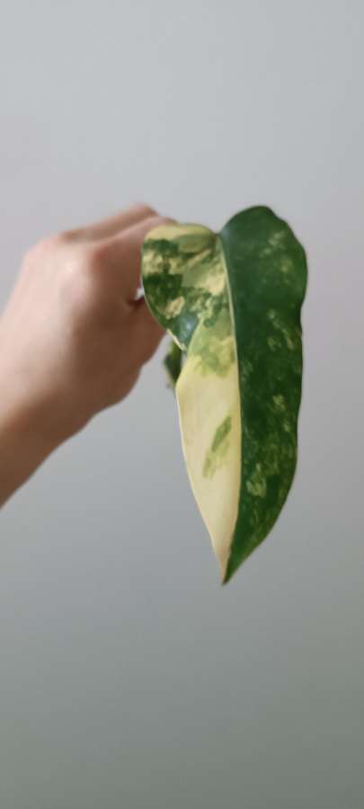 Philodendron domesticum variegata siam sunrise 4