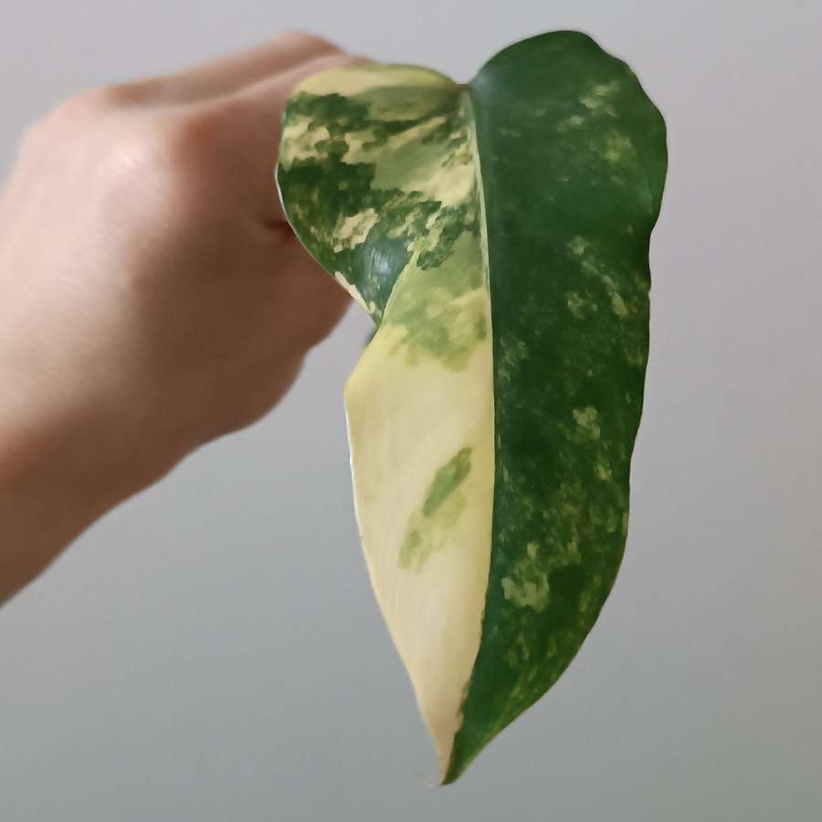 Philodendron domesticum variegata siam sunrise