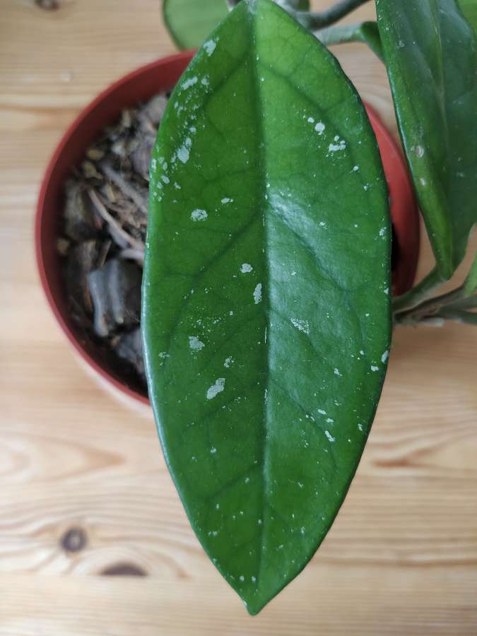 Hoya carnosa "woskownica" 4