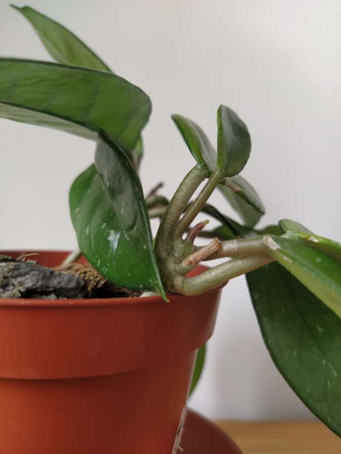 Hoya carnosa "woskownica" 3